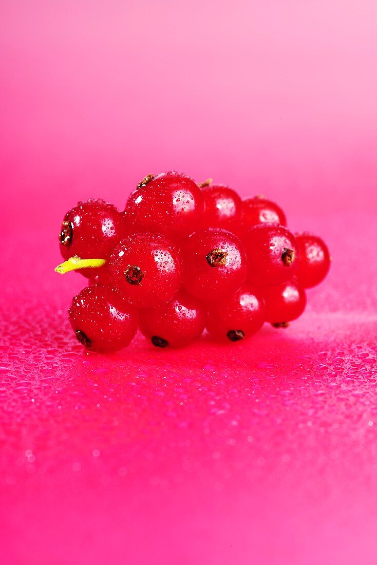Redcurrants with drops of water (pink background)