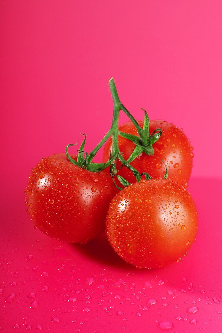 Tomaten mit Wassertropfen (pinkfarbener Hintergrund)