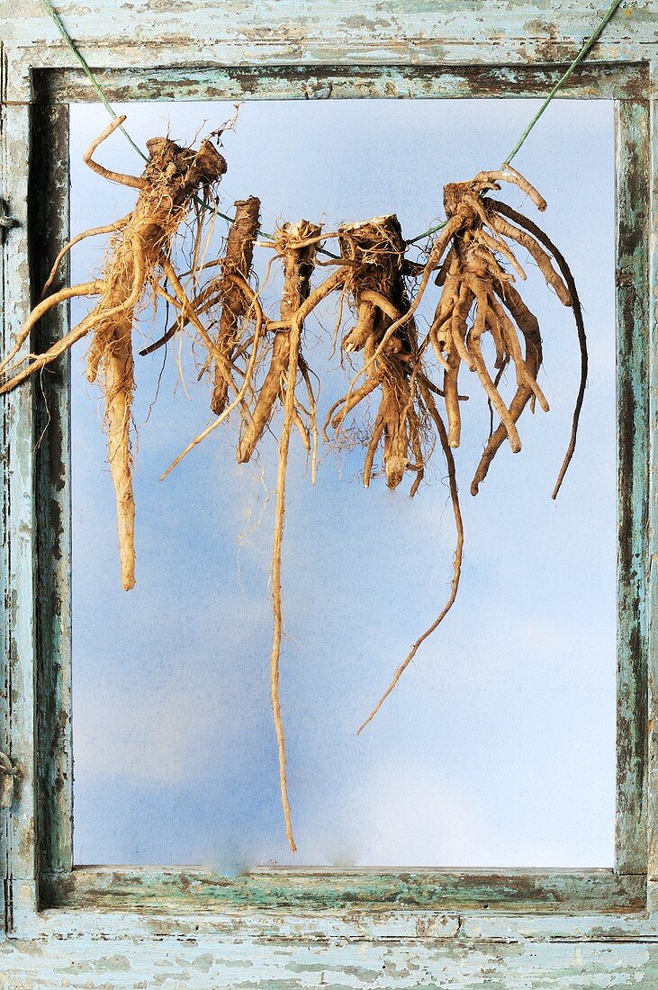 Löwenzahn-Wurzeln hängen an einem Fenster zum Trocknen