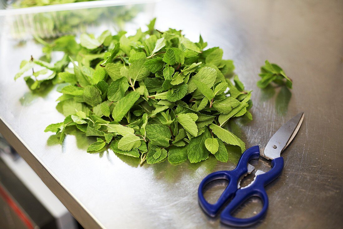 Fresh mint with scissors on a stainless steel worksurface