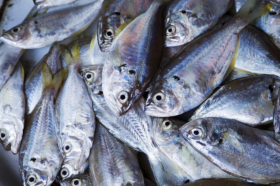 Frische Fische auf einem Fischmarkt in Burma