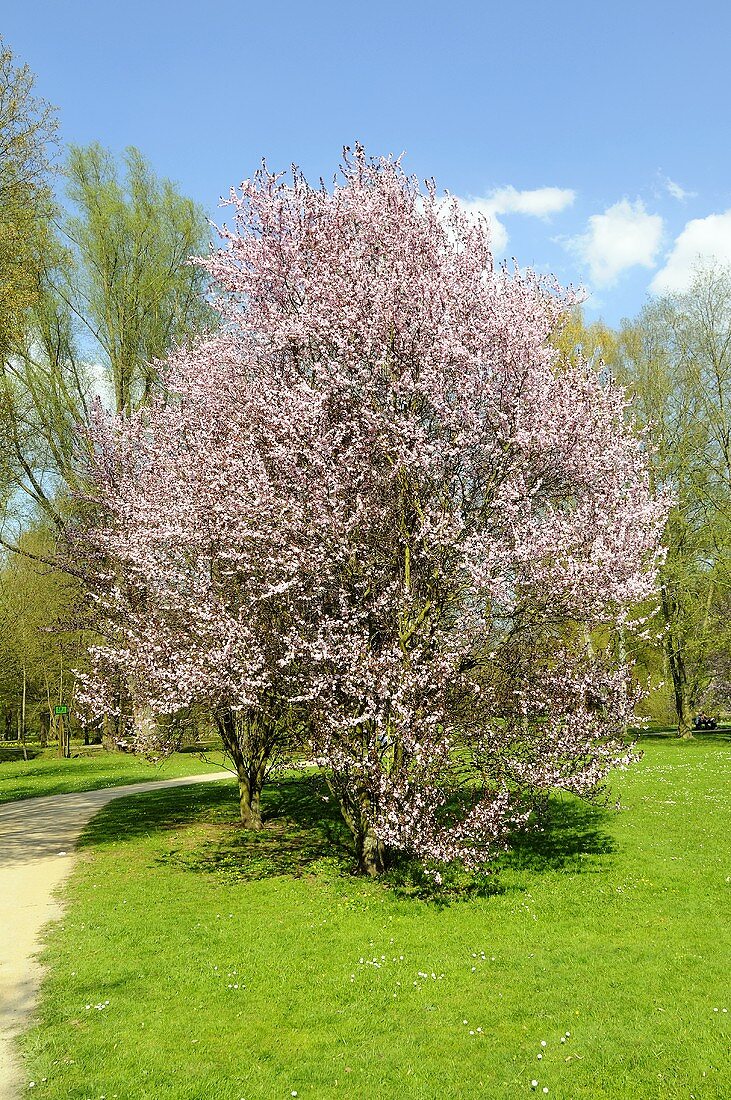 Purple plum (Prunus cerasifera Nigra)