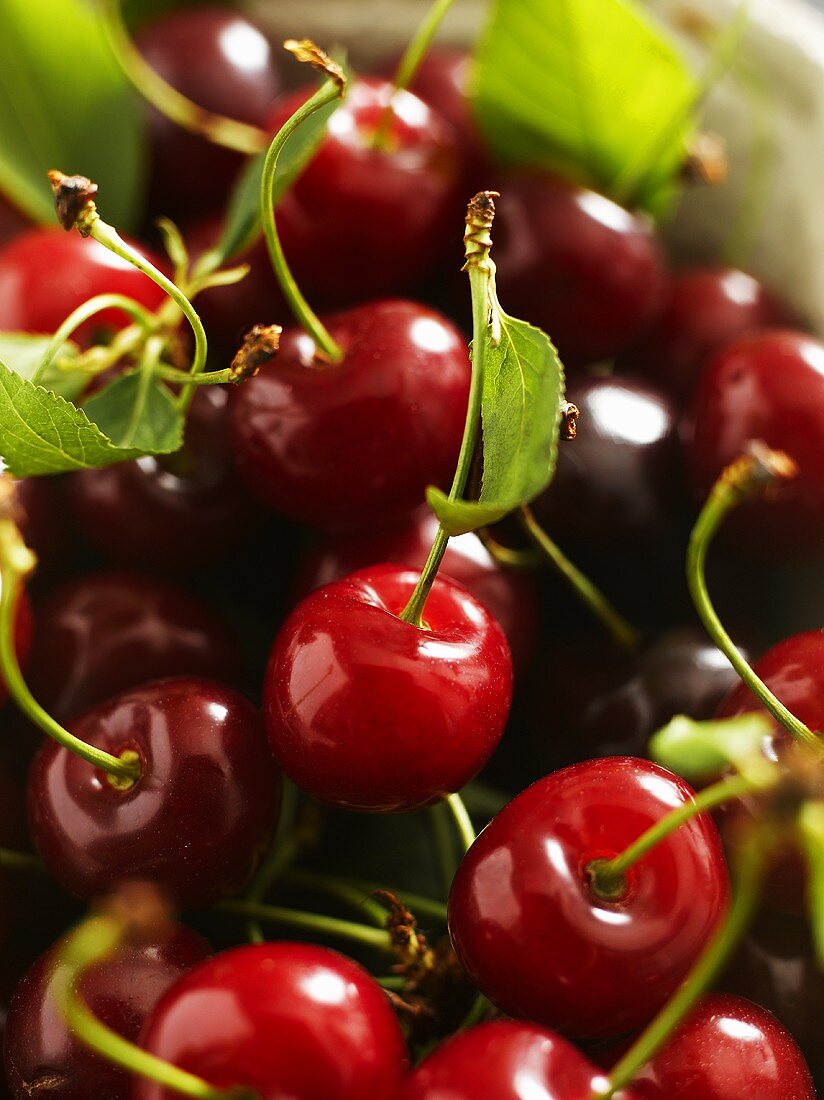 Loads of cherries with leaves