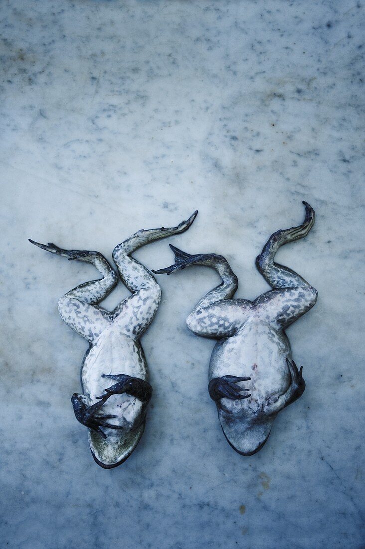 Two Whole Frogs on Marble
