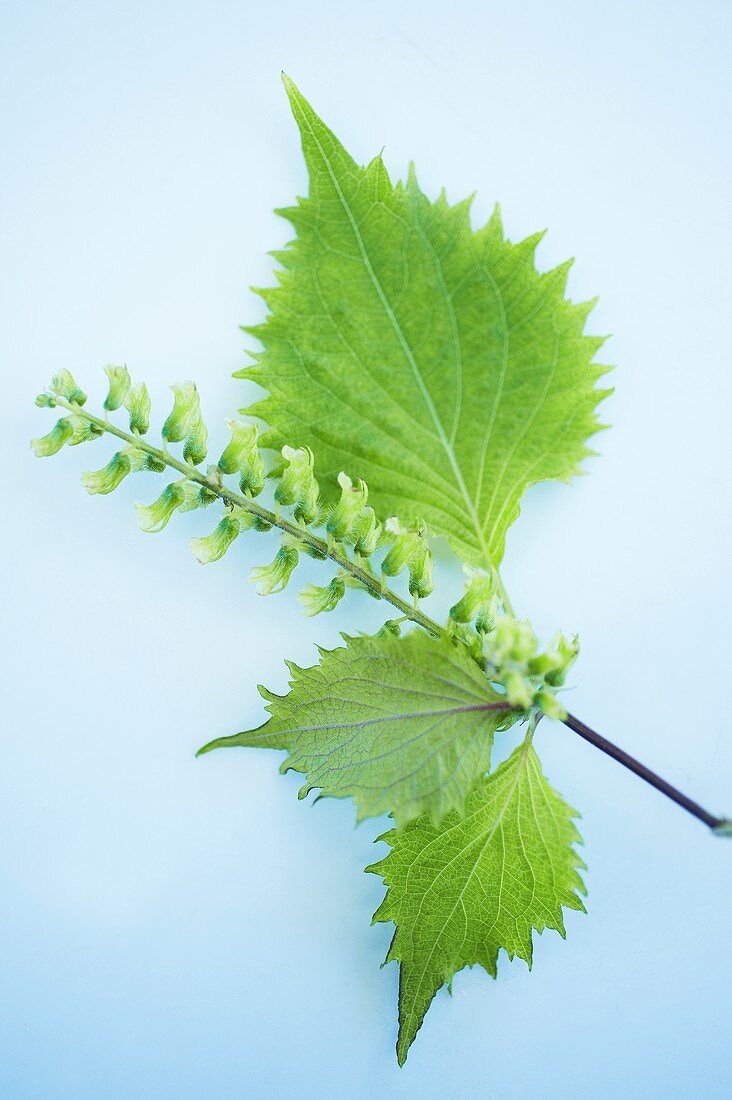 Ein Stängel Shiso