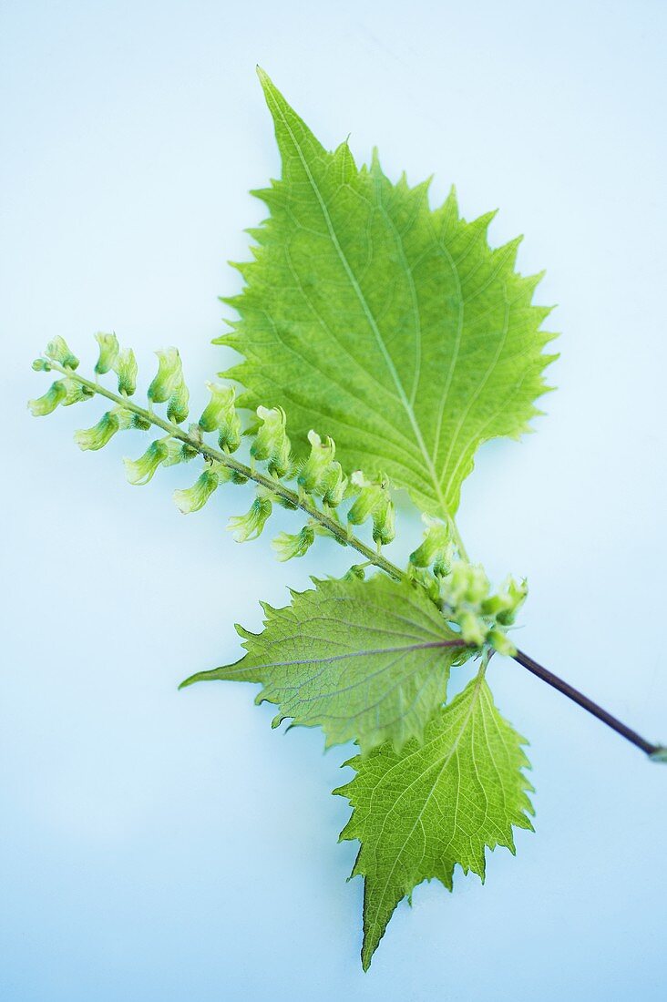 Shiso Herb Leaves with Stem and Seeds