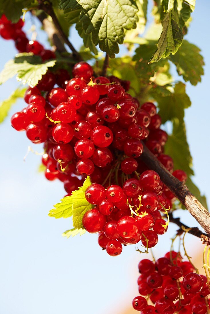 Redcurrants on a branch