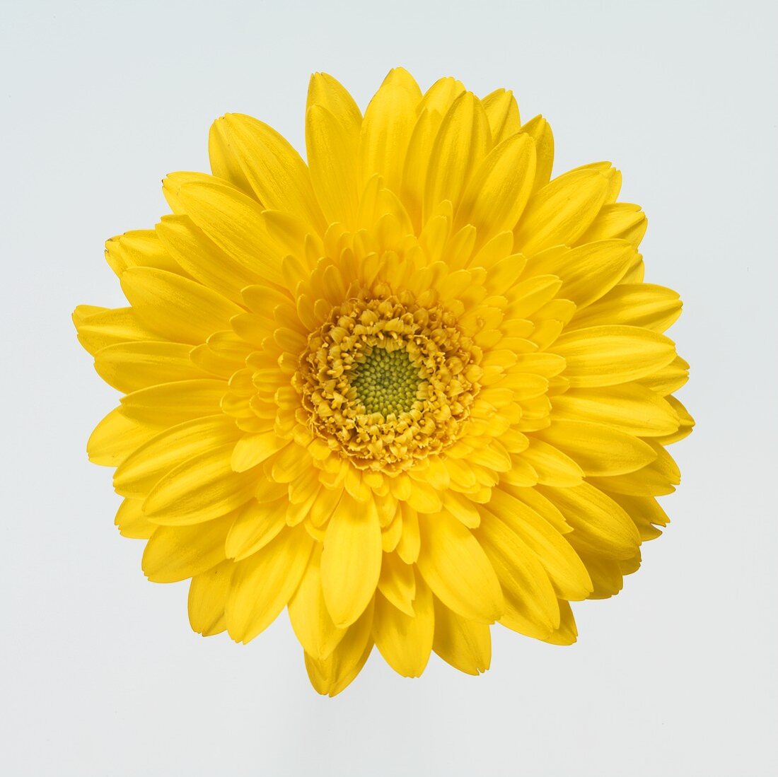 Gelbe Gerbera