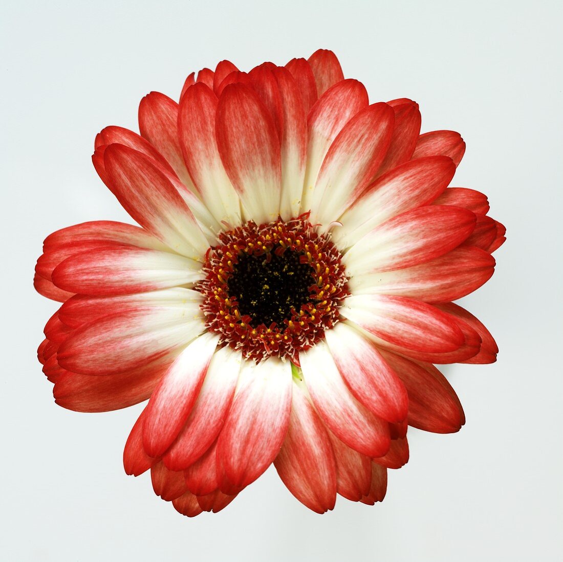 Weiß-rote Gerbera