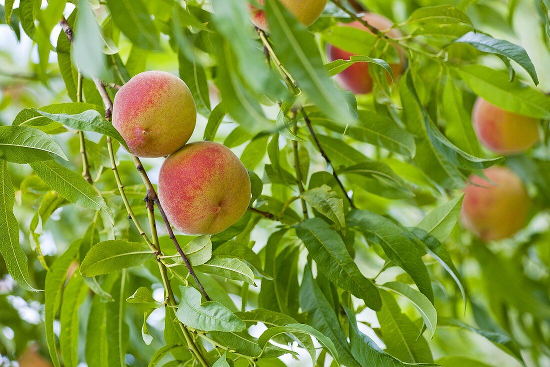 Peaches on the tree