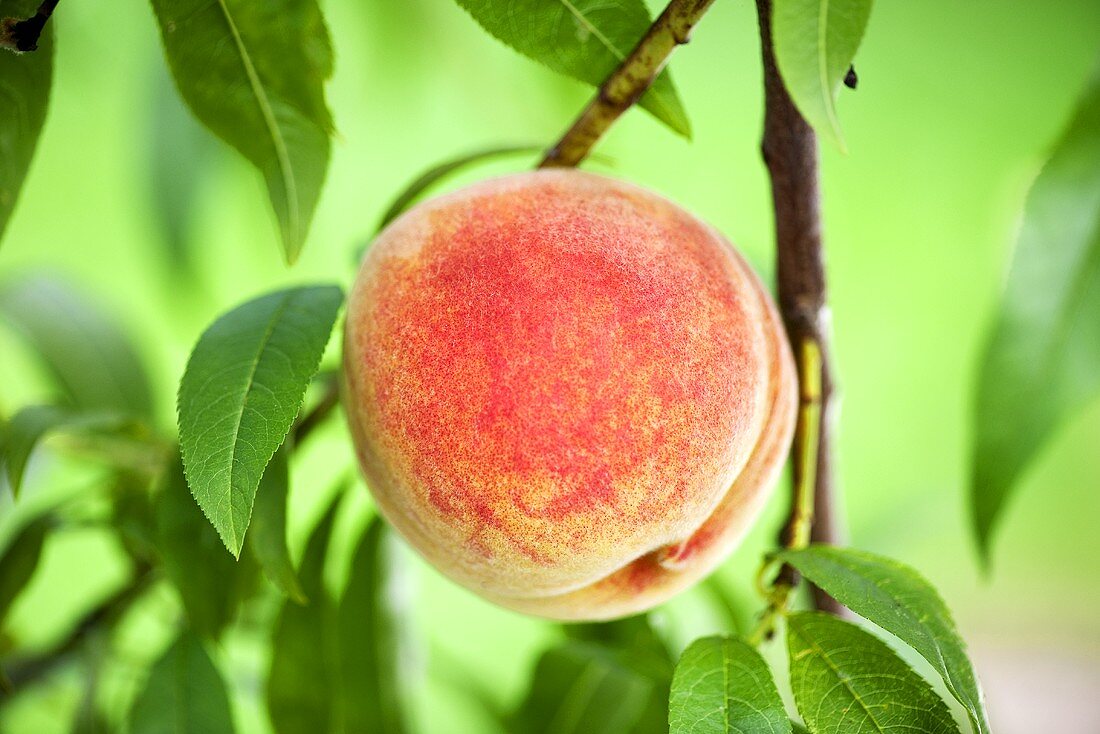 Peach on the branch