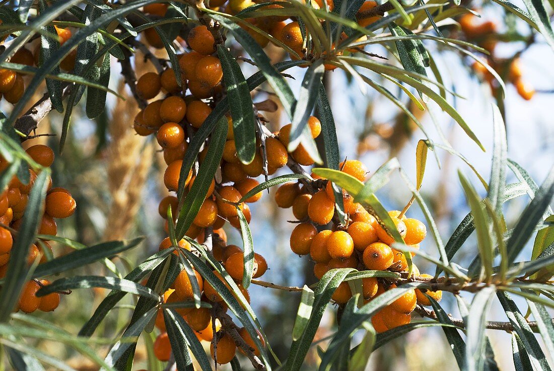 Sea buckthorn berries on the bush