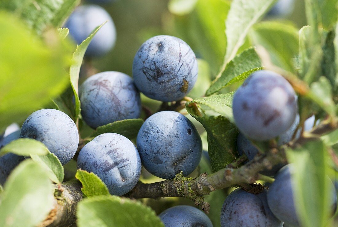 Plums on branch