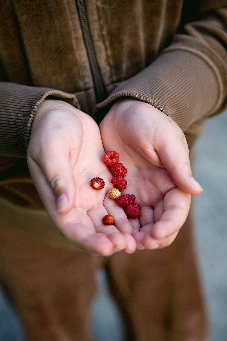 Person holding raspberries and wild strawberries