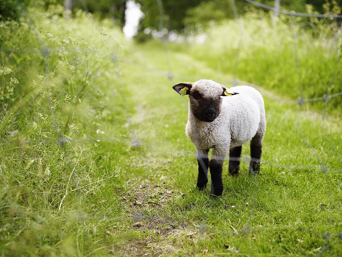 Junges Lamm auf einer Wiese