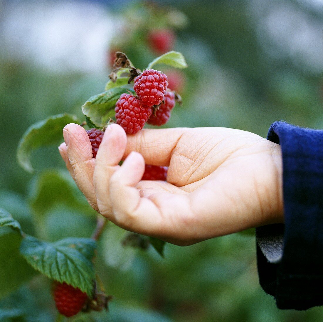 Hand reaching for raspberries on branch