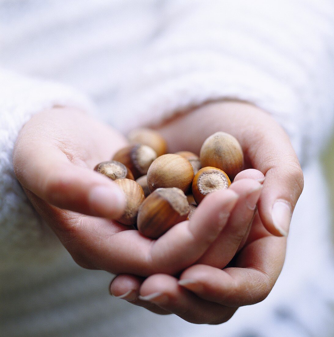 Hands holding hazelnuts