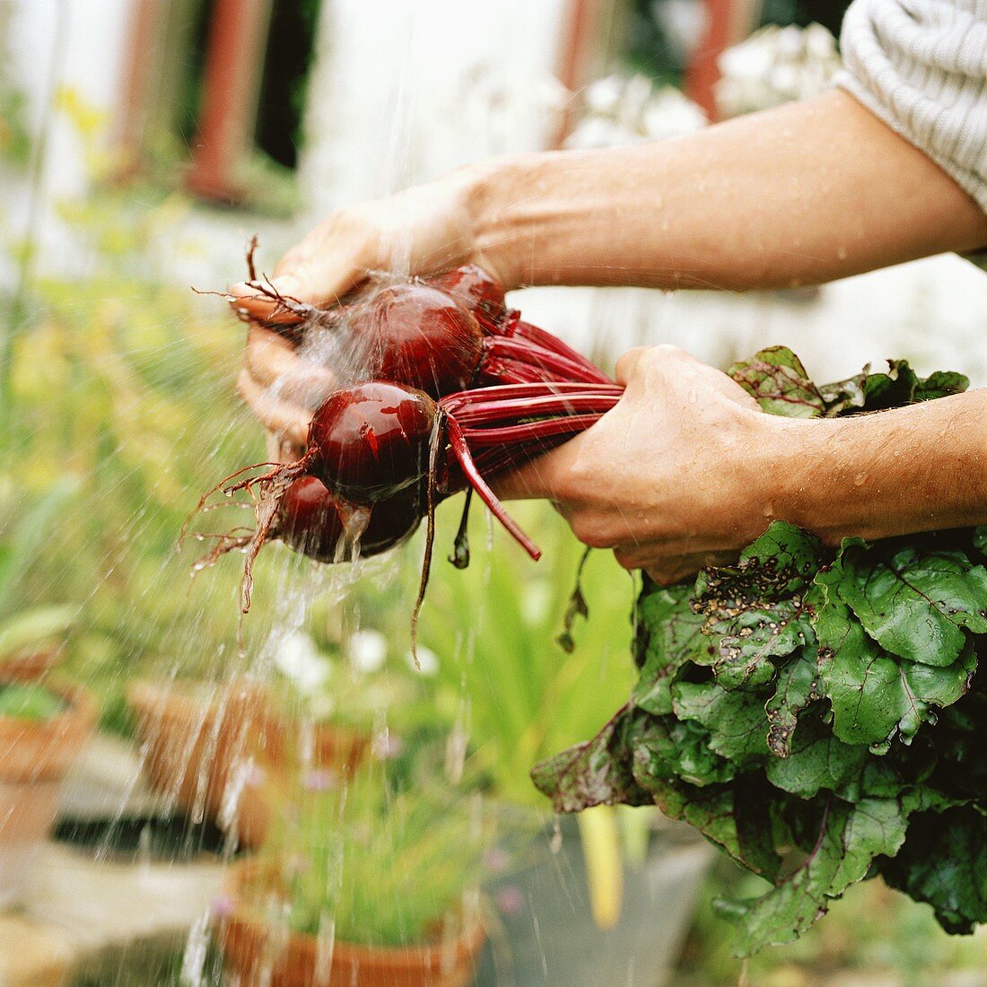 Hands washing beetroot under running water in front of house