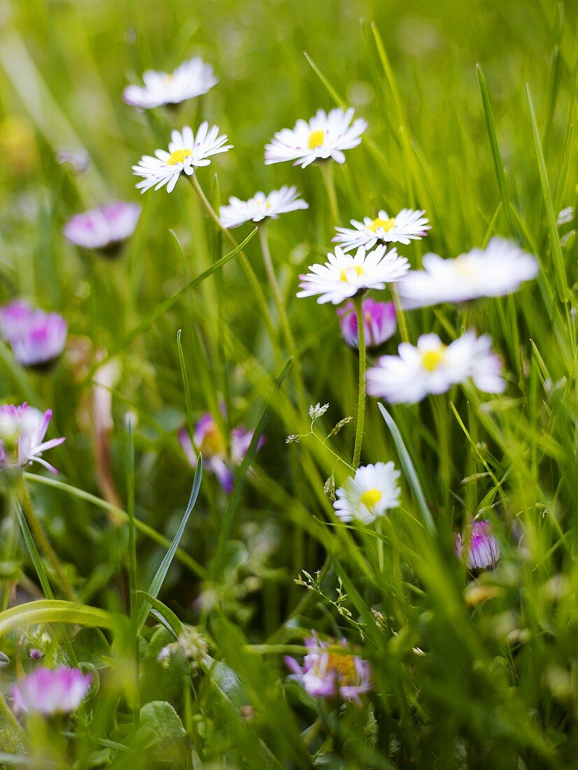 Wiese mit Gänseblümchen (Ausschnitt)