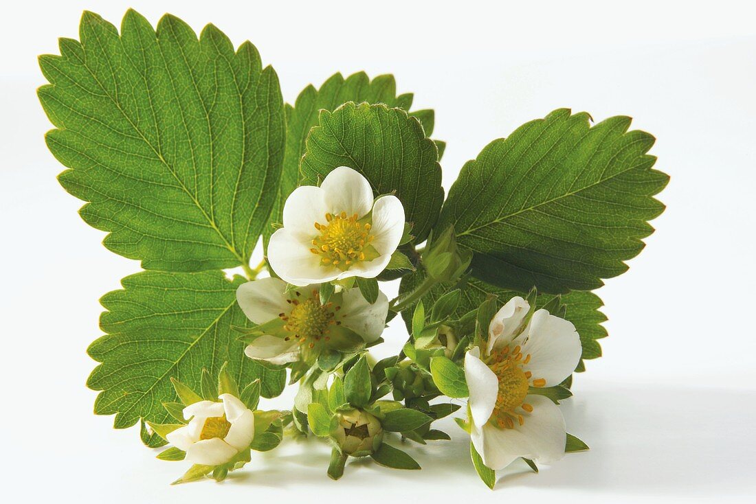 Strawberry flowers and leaves