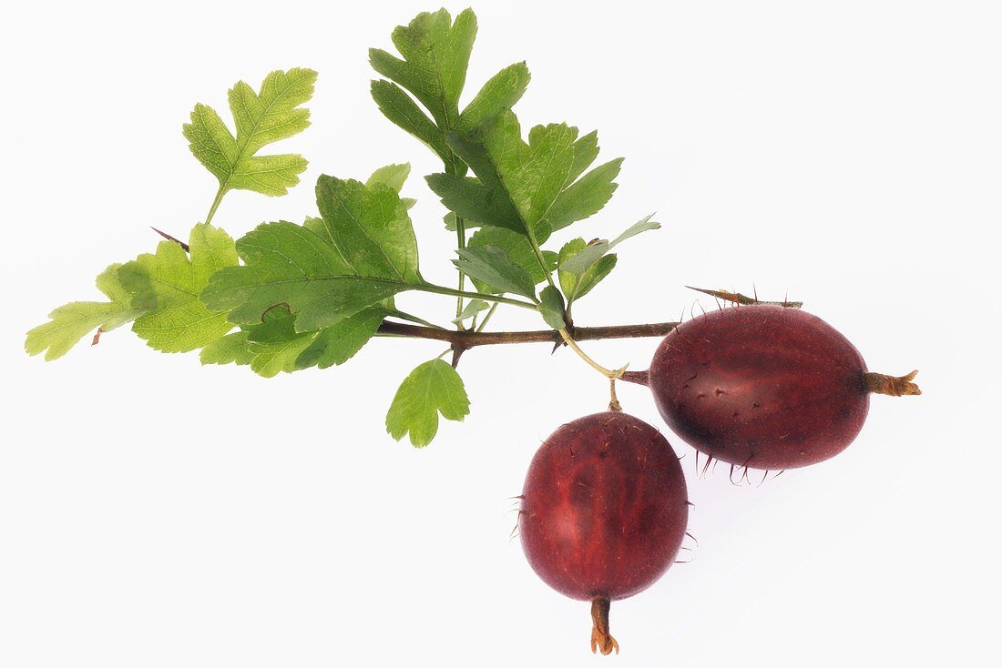 Red gooseberries with twig and leaves