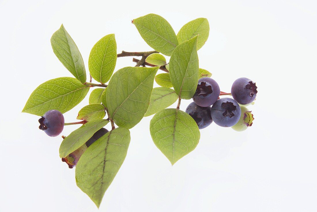 Blueberries, cut-out, white background