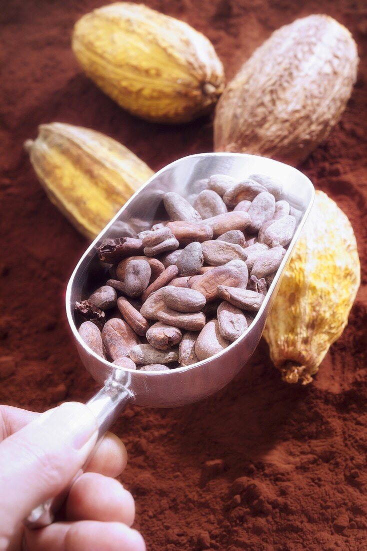 Hand holding scoop of cocoa beans, cocoa pods, cocoa