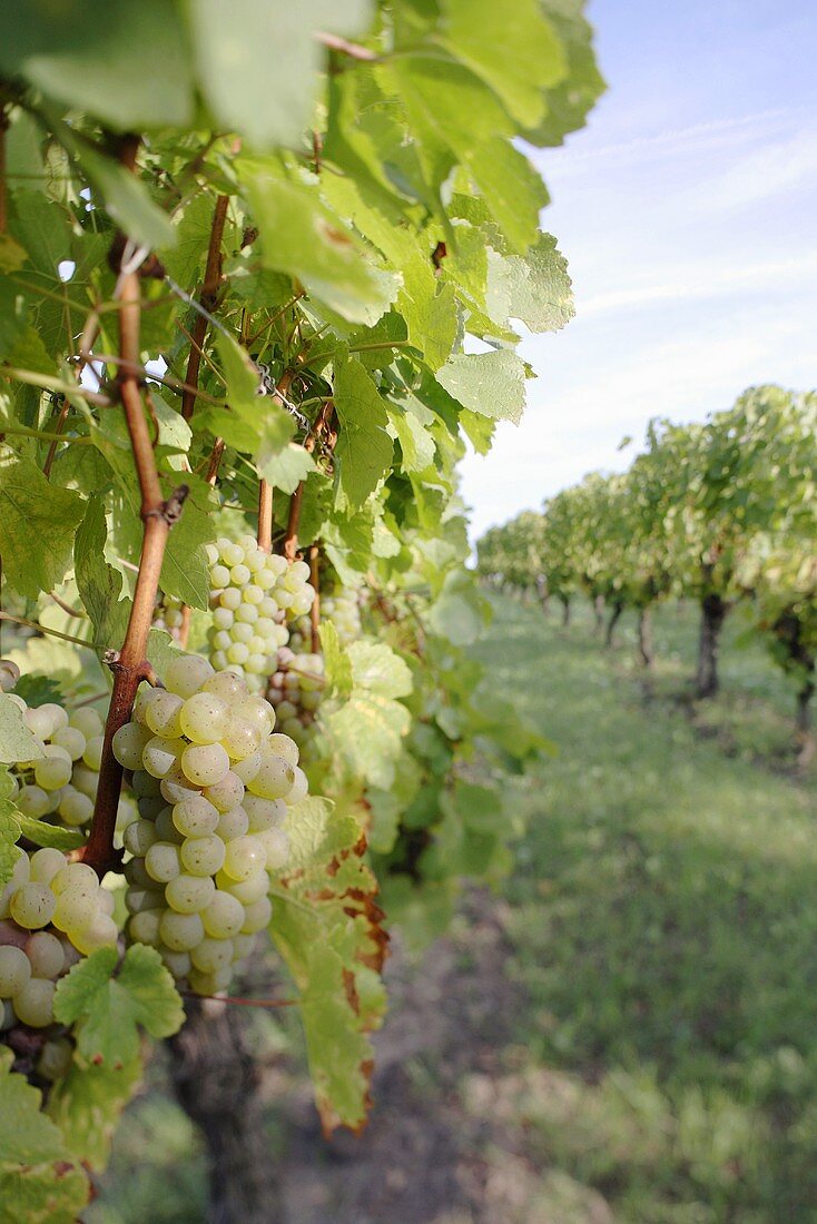White wine grapes in vineyard in Germany