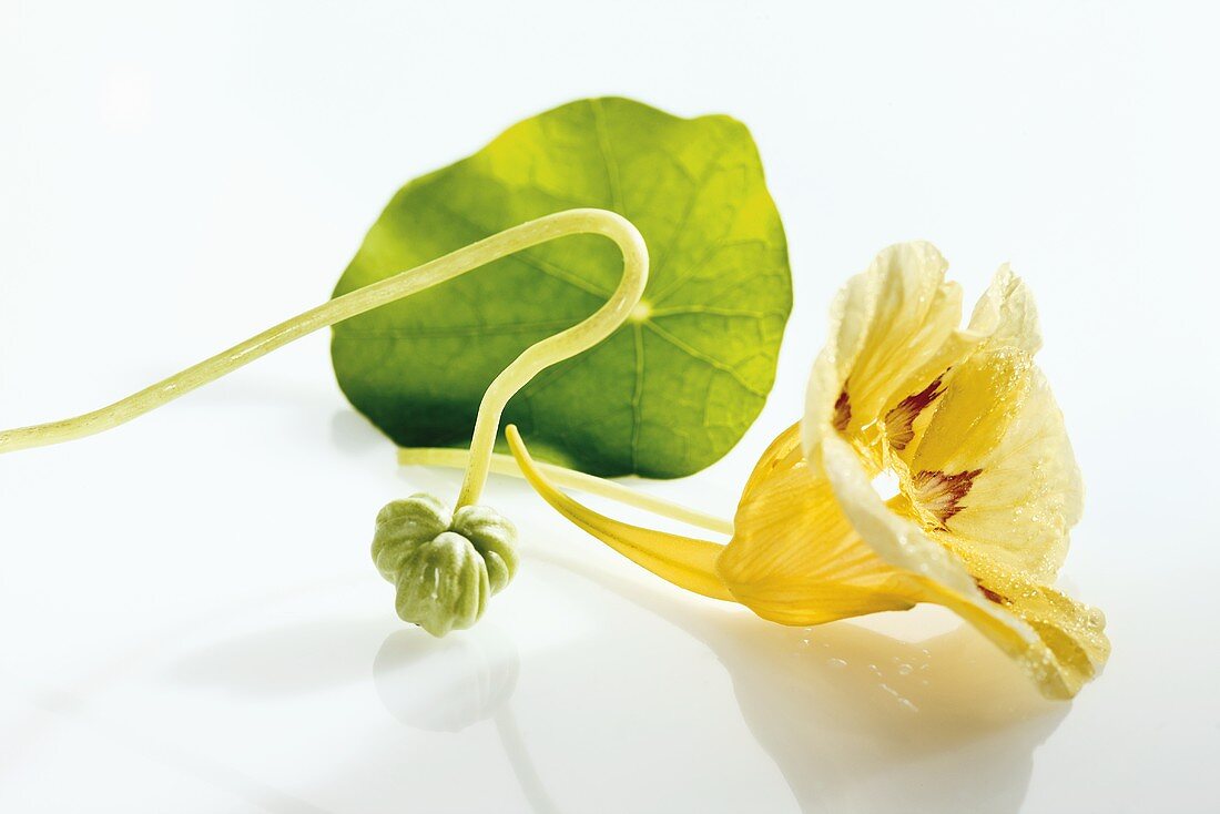 Kapuzinerkresse mit gelber Blüte und Samenkapsel