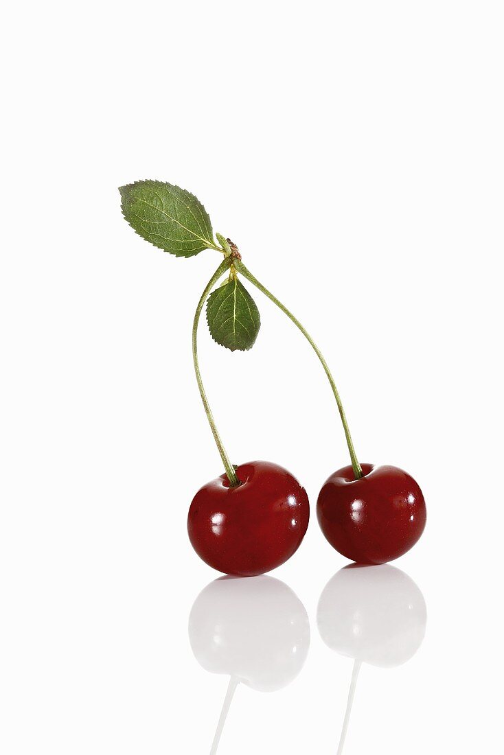 Pair of sour cherries