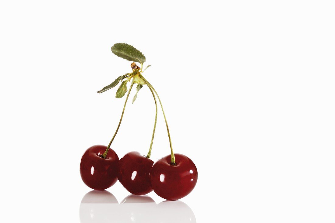 Three sour cherries on stalks