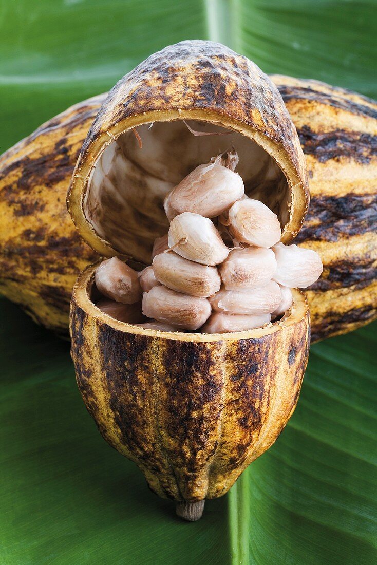Kakaofrucht, angeschnitten, auf Blatt