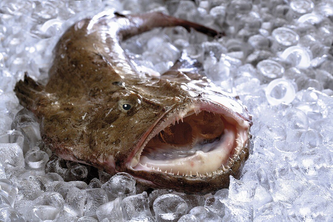 Monkfish on ice, close-up
