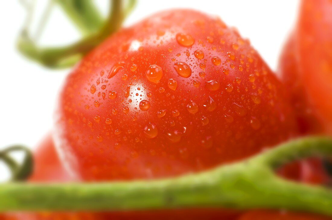 Tomatoes on the vine with drops of water