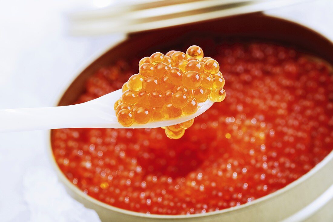 Trout caviar, close-up