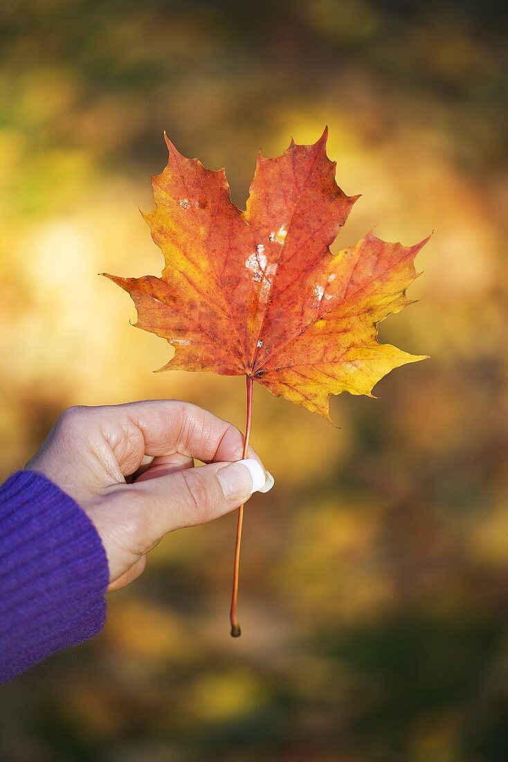 Woman's hand holding a maple leaf with autumn tints