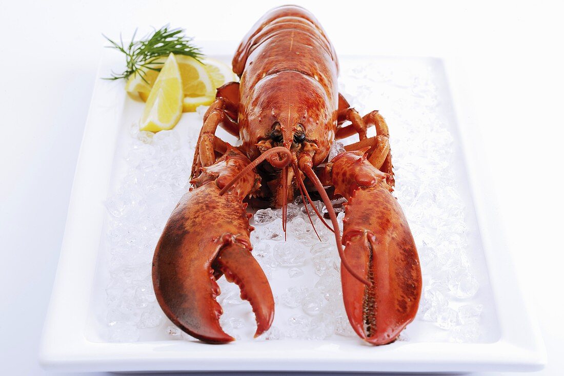 Lobster on ice with slices of lemon