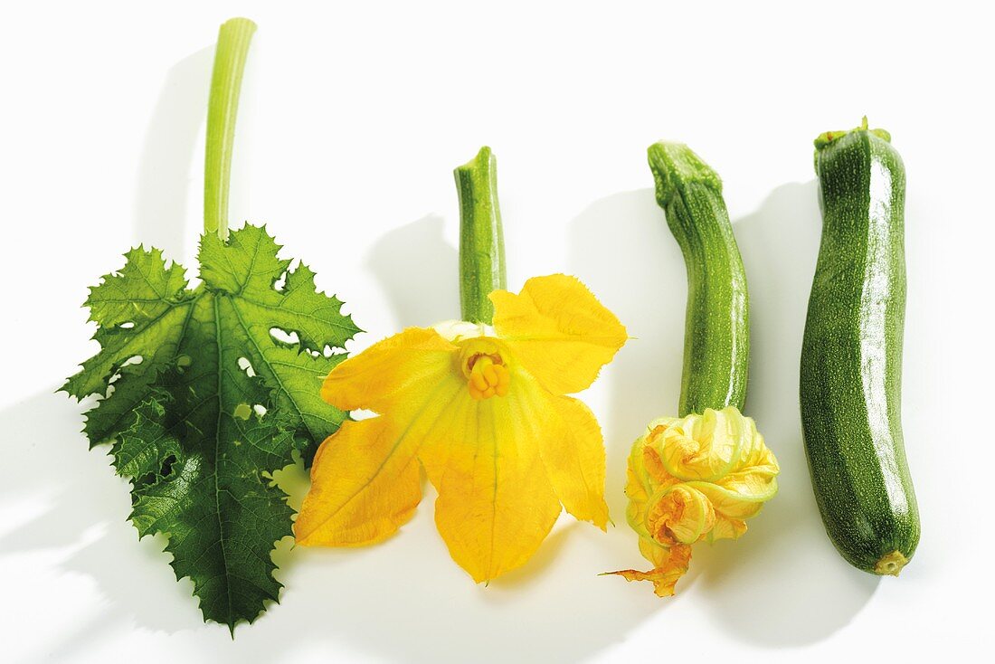 Zucchini, Zucchiniblüte und Blatt