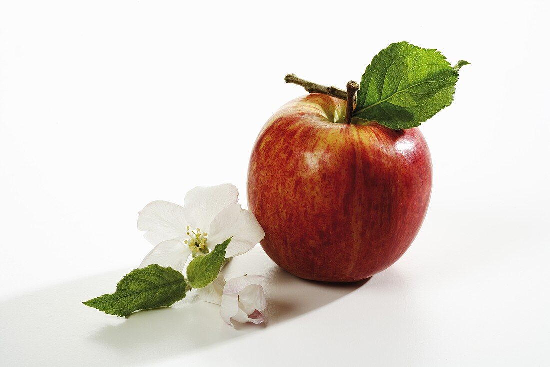 Roter Apfel mit Stiel und Blatt, daneben Apfelblüte