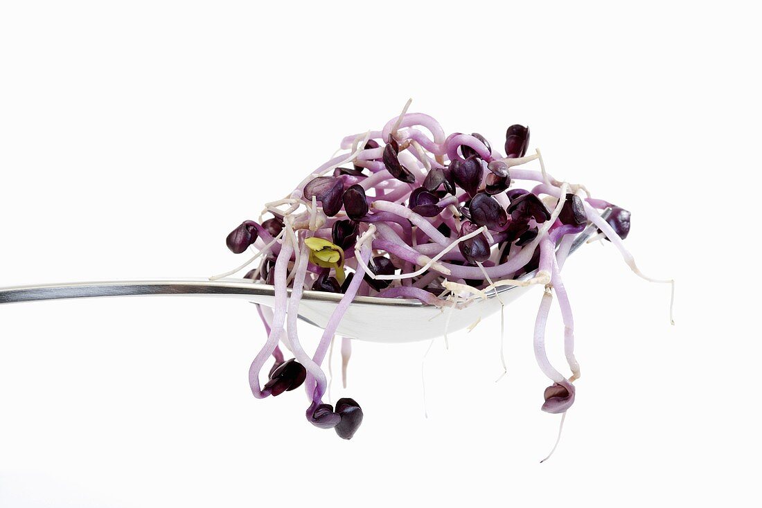 Radish sprouts on fork