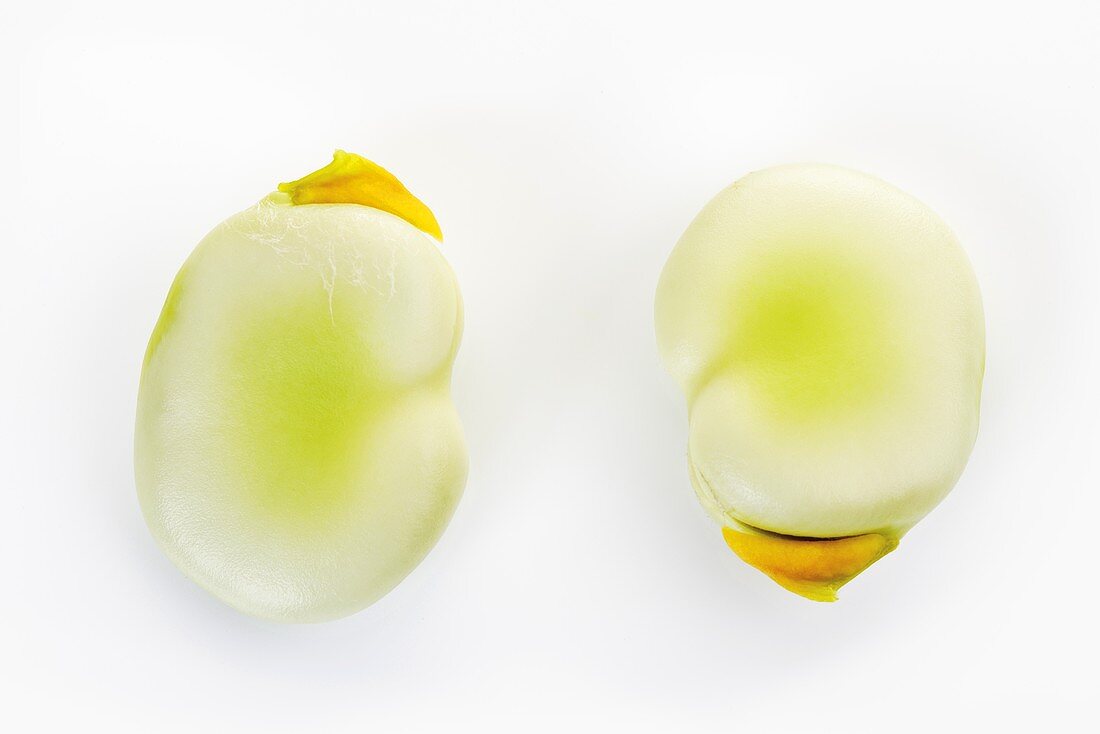 Two broad beans (close-up)