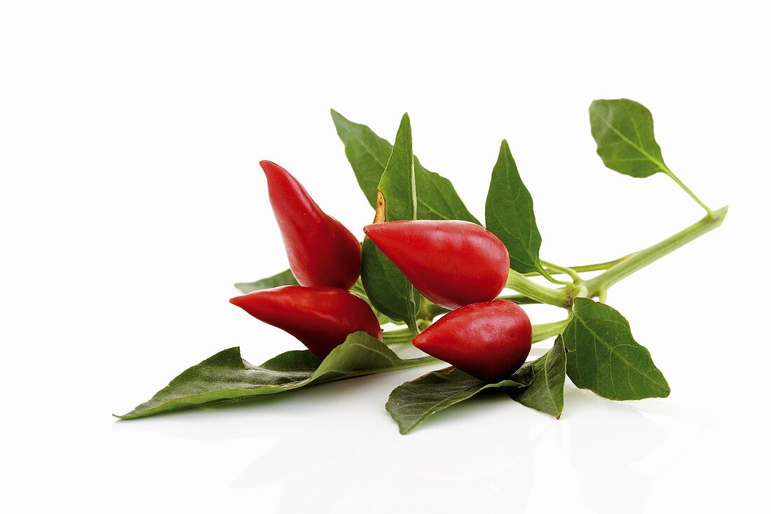 Frische rote Chilischoten mit Blättern