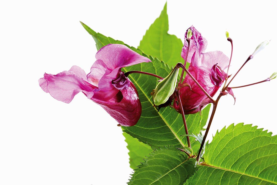 Impatiens mit Blüten und Blättern