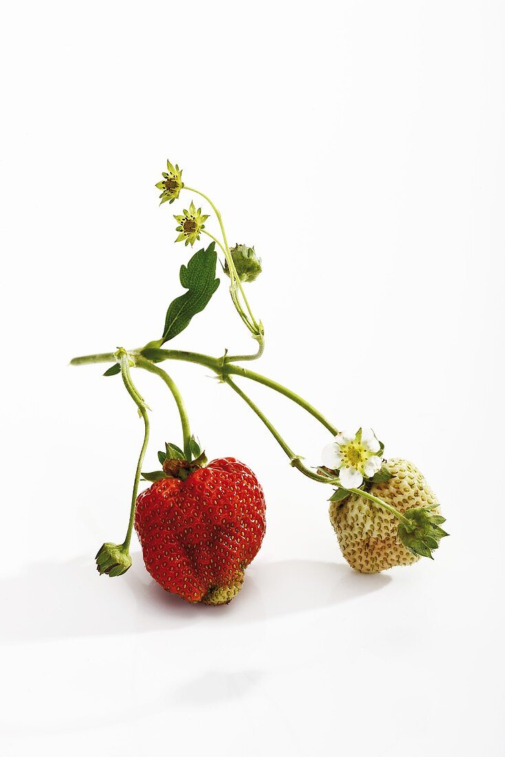 Strawberries (ripe and unripe) with flowers