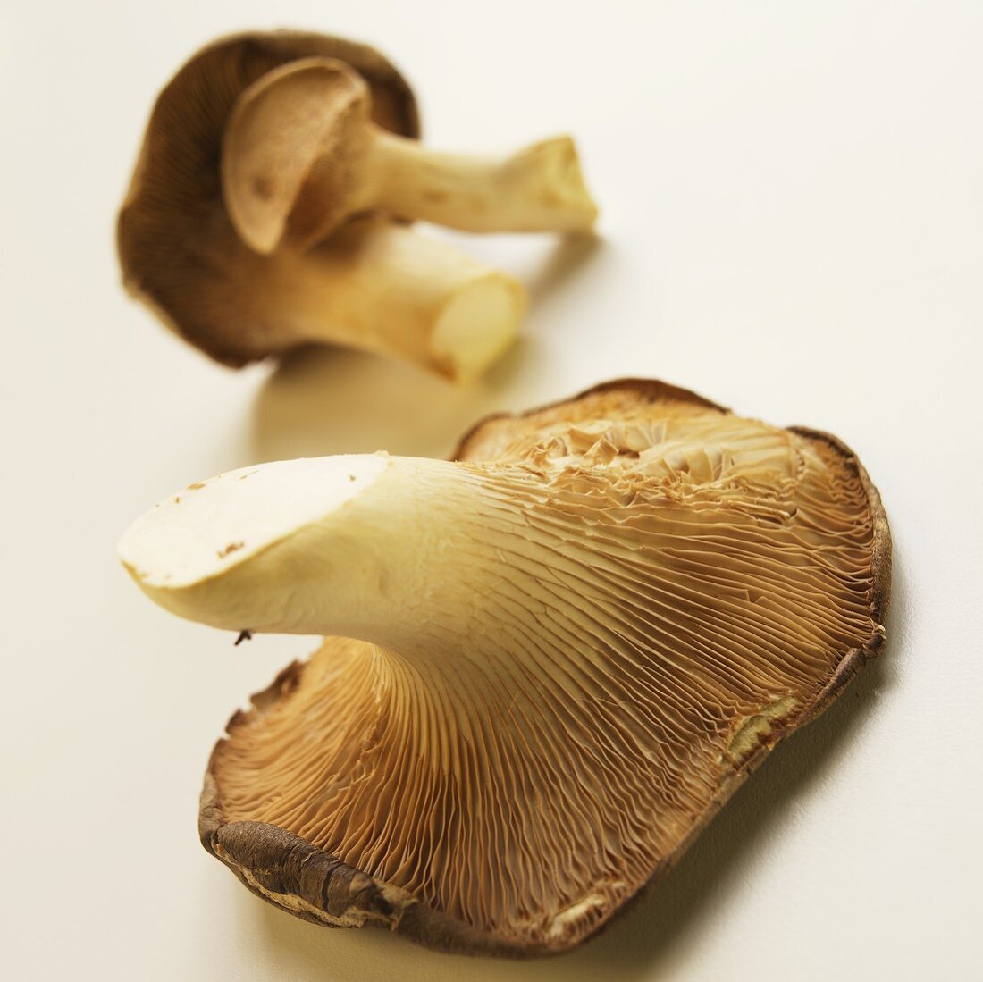 Fresh Trumpet Mushrooms on White