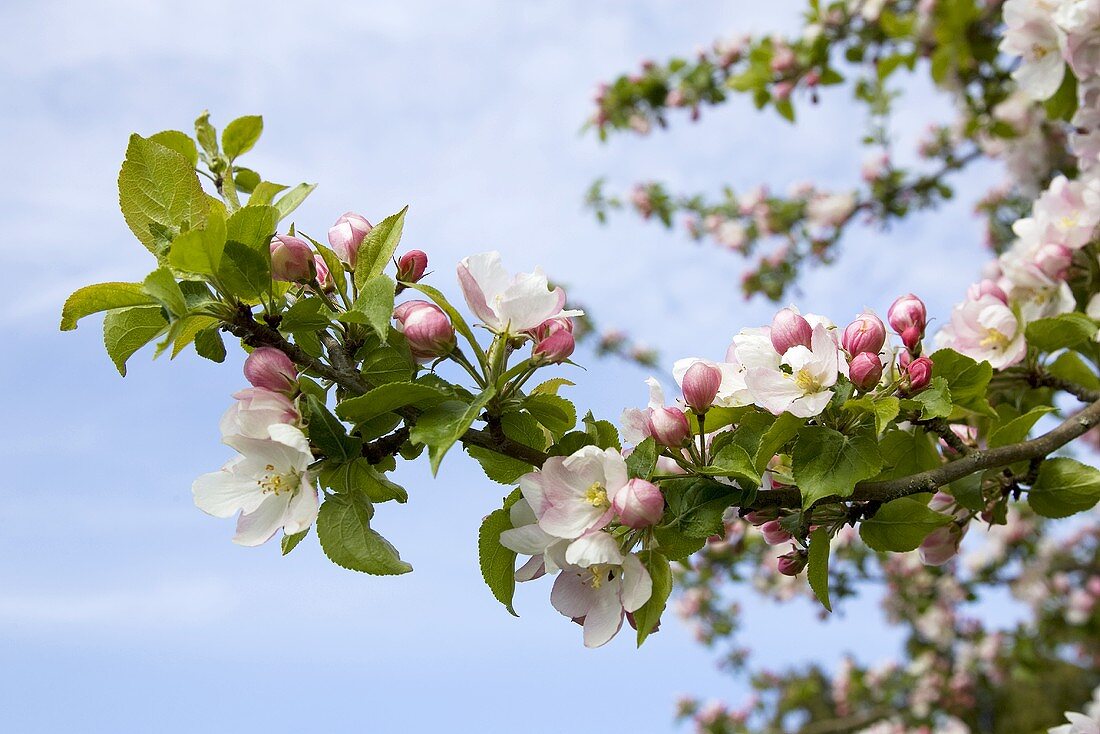 Holzapfelblüten