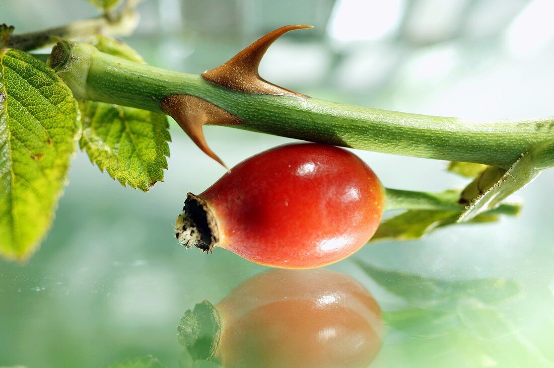 Rose hip fruit on table