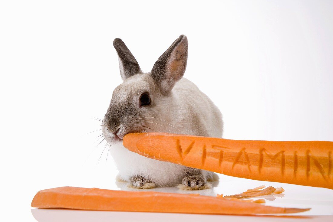Kaninchen mit Karotte