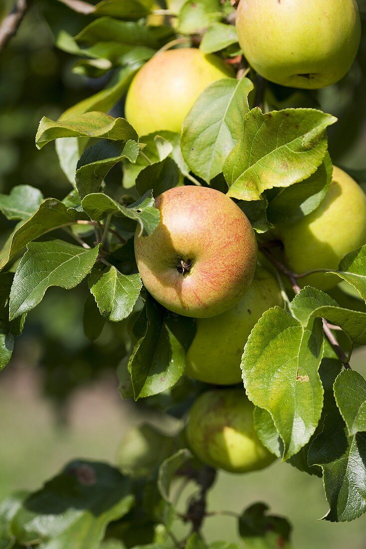 Apples on apple tree