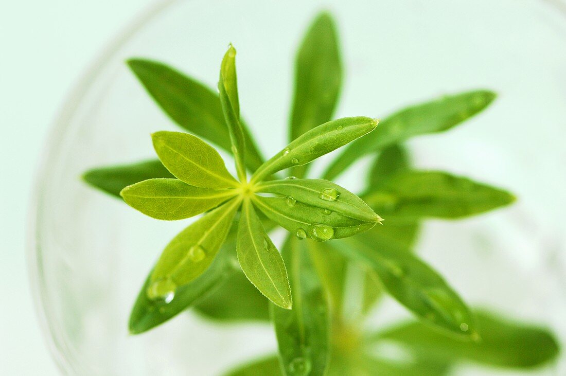 Woodruff in glass, close-up